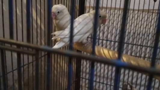 Best live birds Latino pair with budgies and cage red eye budgie