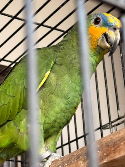 AMAZON PARROT