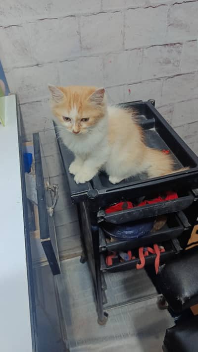 Persian kitten