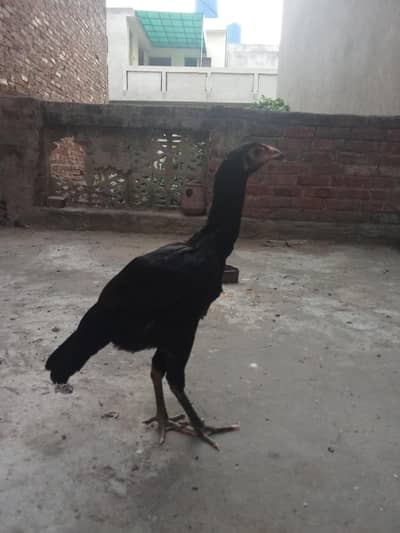 for sale urgent