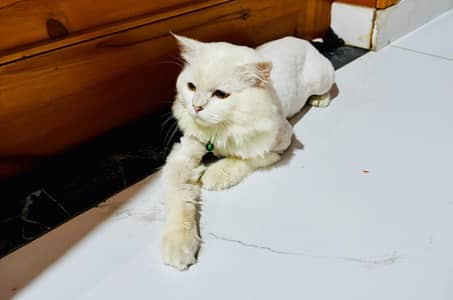 male cat