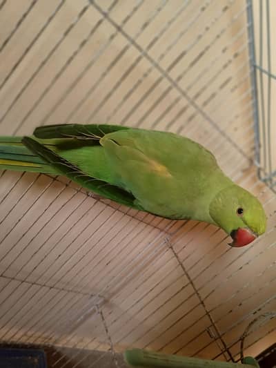 GREEN RINGNECK PARROT
