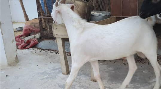 2 male goat kids