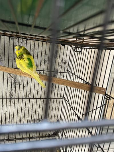 Australian Male for sale