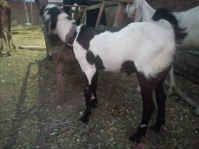 4 month age hai 2027 qurbani ke liye ready