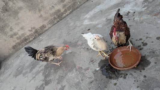 Desi murga murgi ha ghr k palla Huwa h