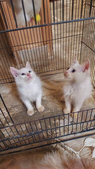 kittens parsian tripal code