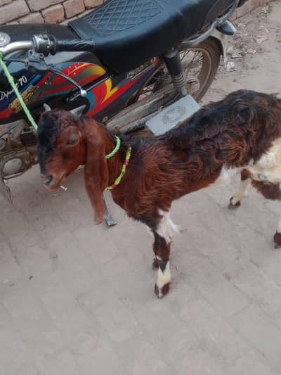 bakra