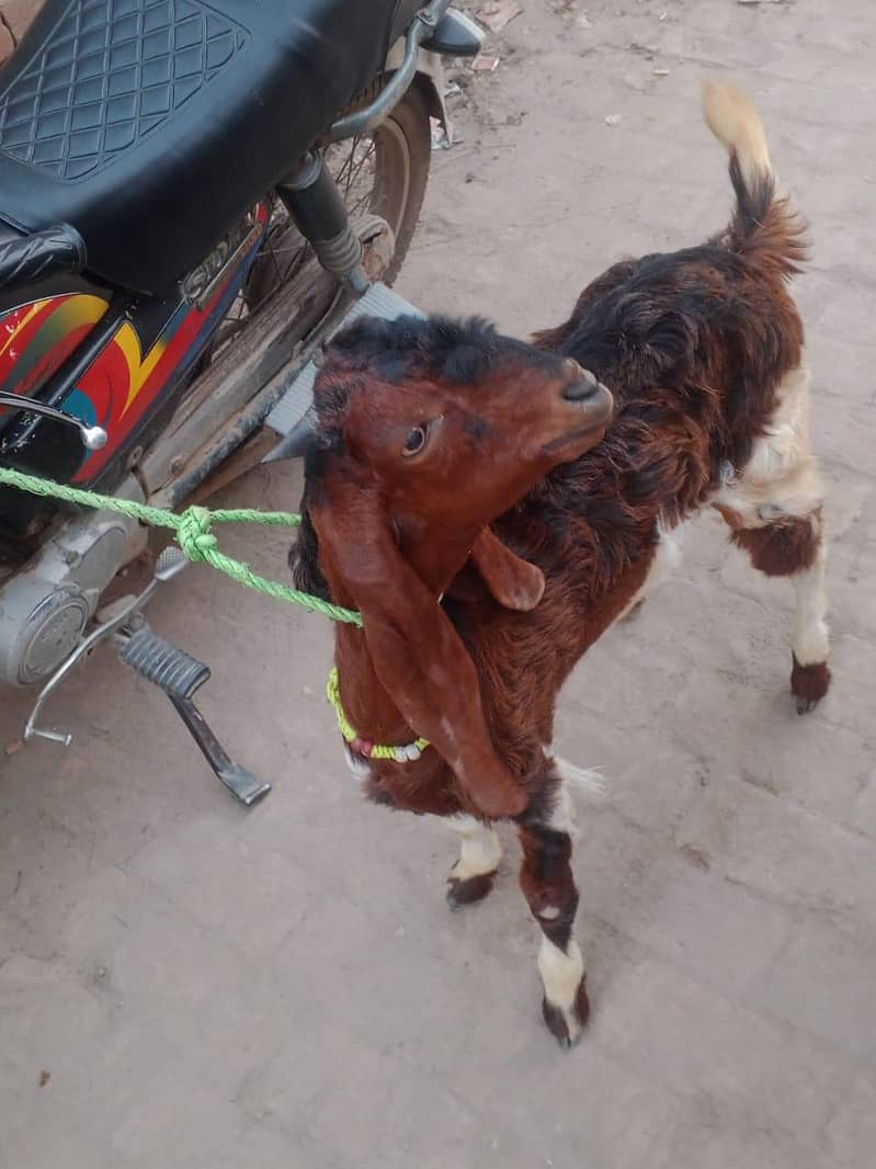 bakra 1