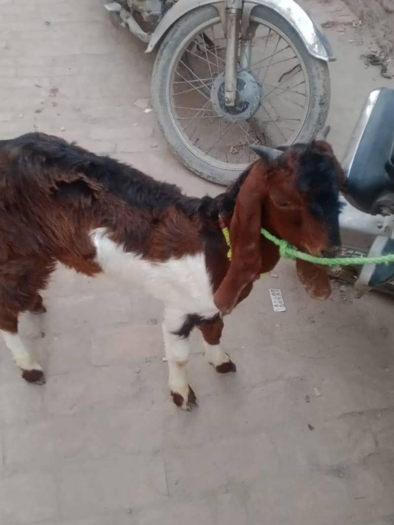 bakra 2