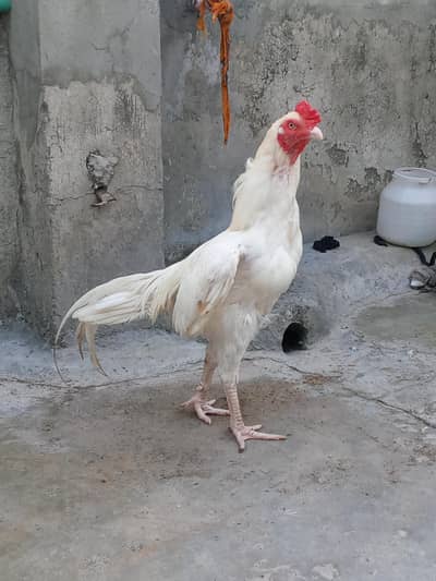 white Aseel Heera Murgha Heera Murghi
