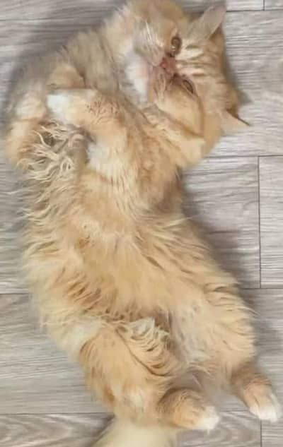 long coated breeder male cat available for adoption