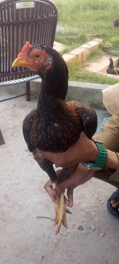 aseel hen 03070050414