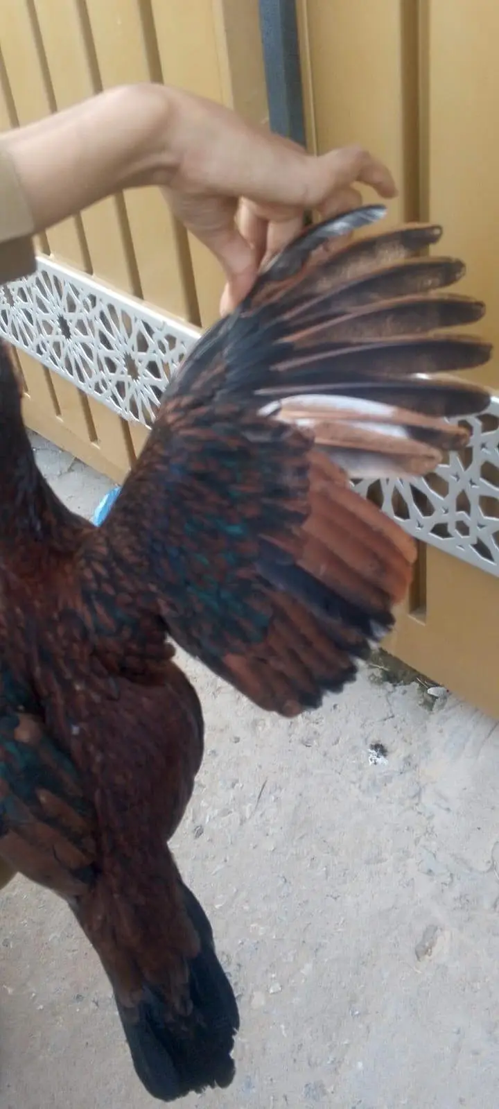aseel hen 03070050414 — photo 2