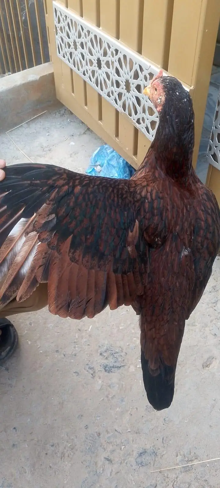 aseel hen 03070050414 — photo 3