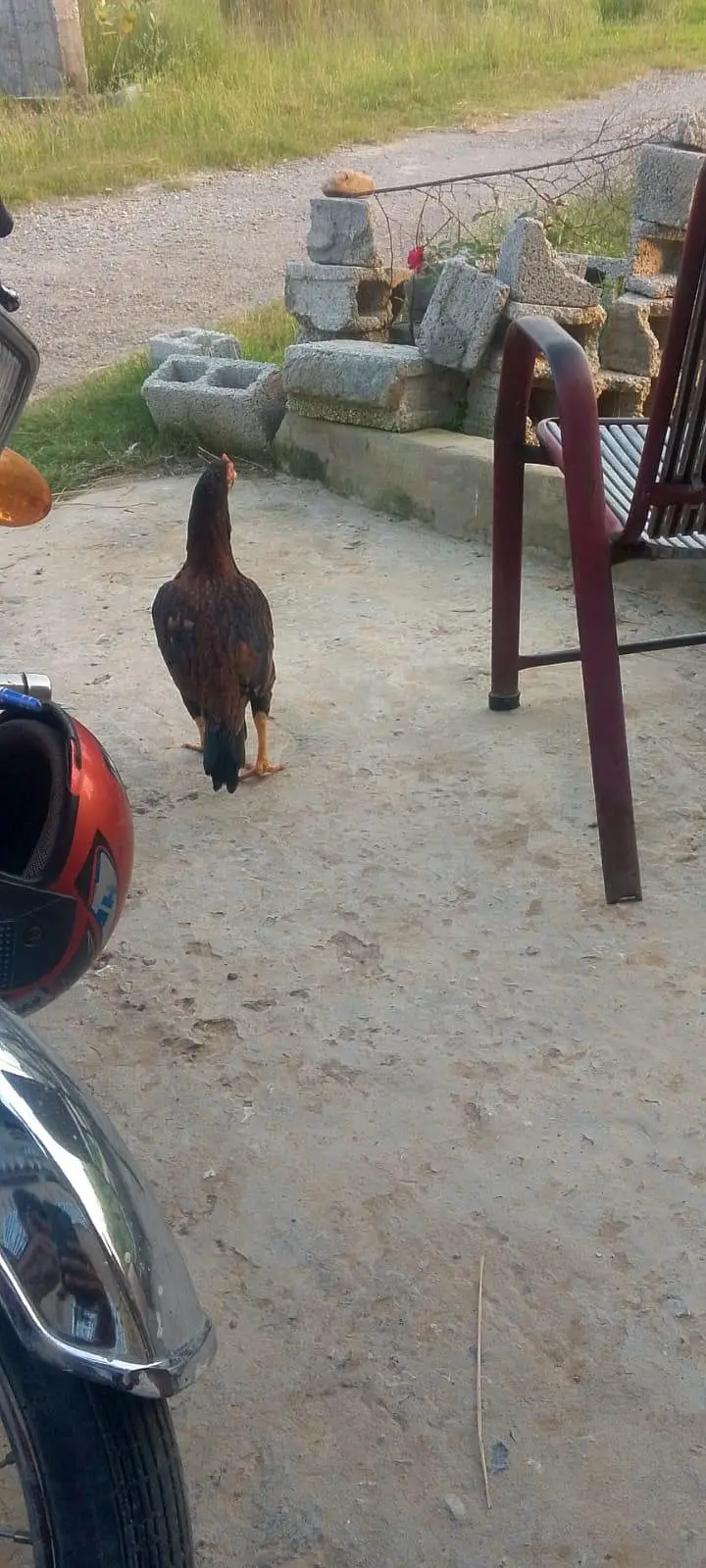 aseel hen 03070050414 — photo 4