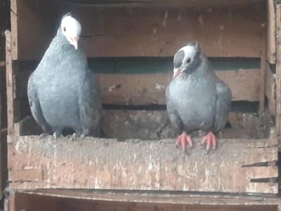 Mukhi breeder pairs