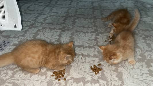 fawn kitten for sale
