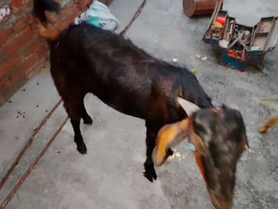 bakra for sadka aqeekq