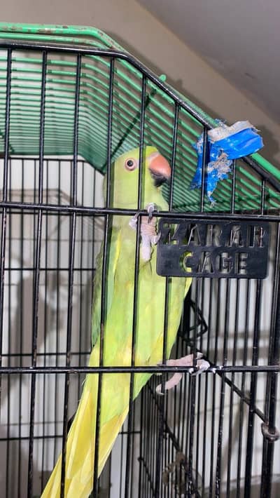 parrot green