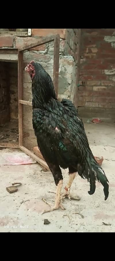 Aseel murga shamo cross