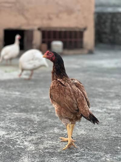 aseel hen and chicks and 1 pair white teeter