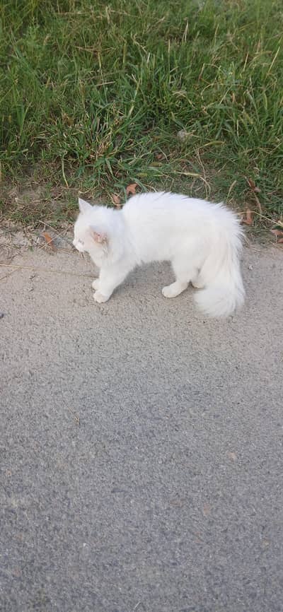 Lovely Cat for sale urgent