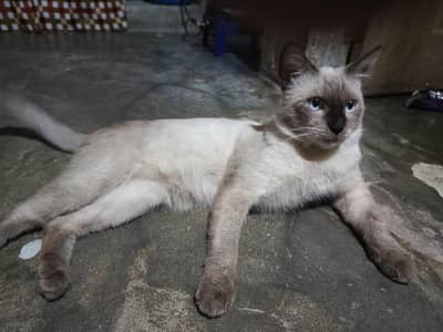Siamese Male Cat Healthy Active