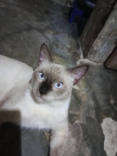 Siamese Male Cat Healthy Active