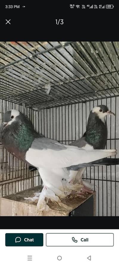 pouter beautiful pair 100% bareedar