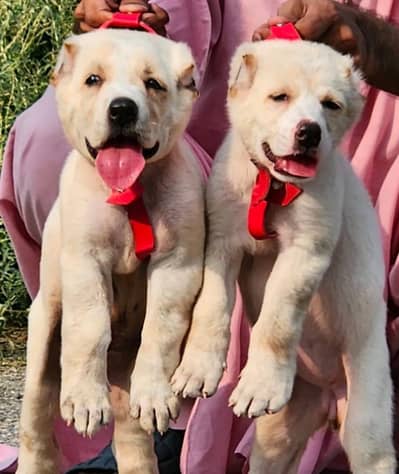 Alabai Pair / security Dog / Afghan Kochi / King kurdish kangal pair