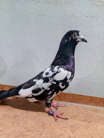 rampuri breeder male