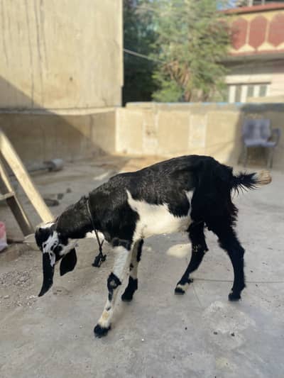 Bakra