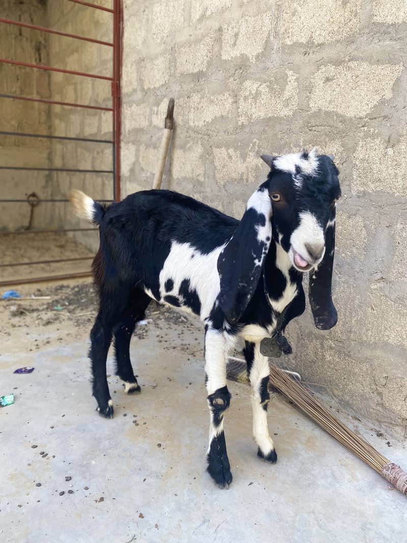 Bakra 1
