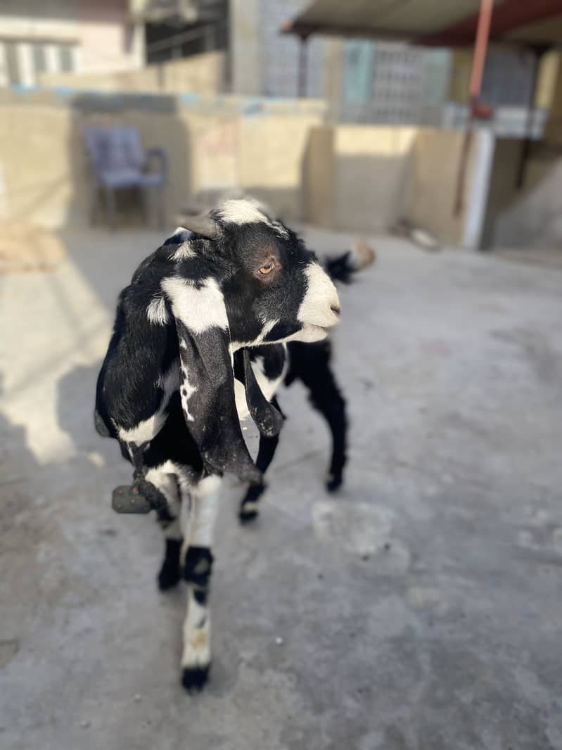 Bakra 2