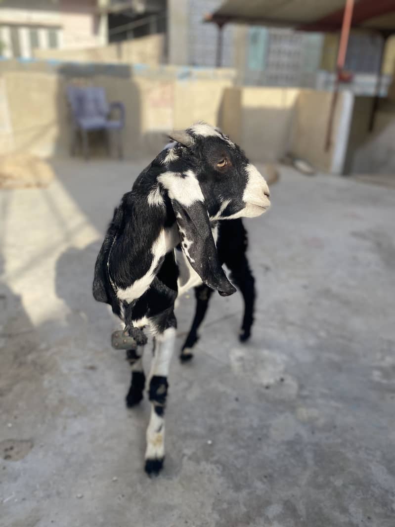 Bakra 3
