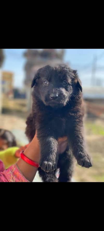 jarman shepherd puppy available