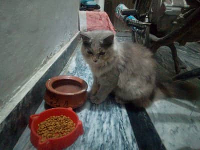 need caring family