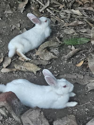 9 Rabbits for sale
