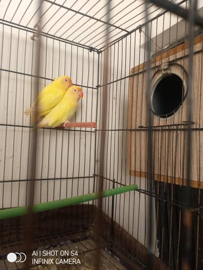 CREAMINO SPLIT OPALINE BREEDER PAIR