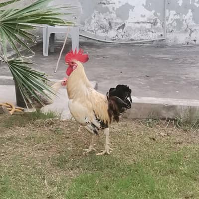 Golden misri murga