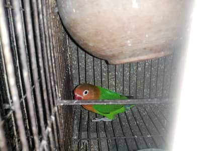2 lovebirds female and male not confirmed