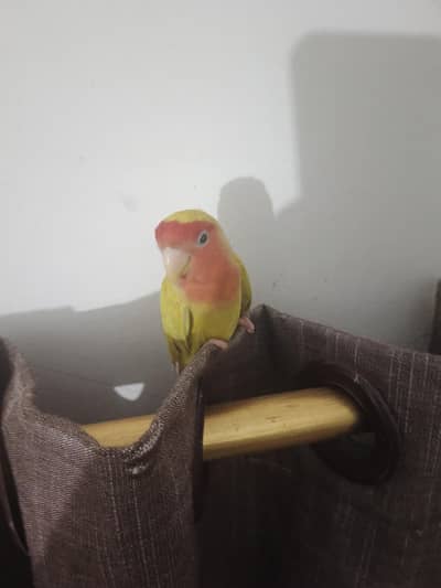 female lovebirds with egg