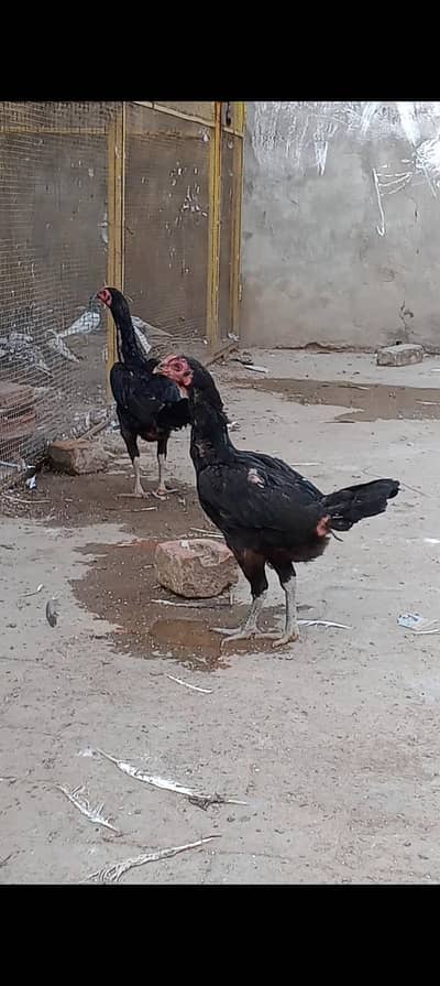 panus Madiya for sale dono panus breed ha