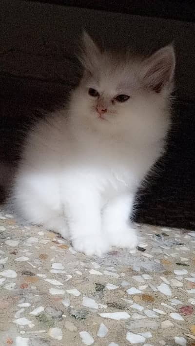 cat for sale