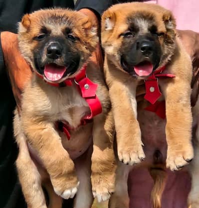 Pair / security Dog / Afghan Kochi / King kurdish kangal pair