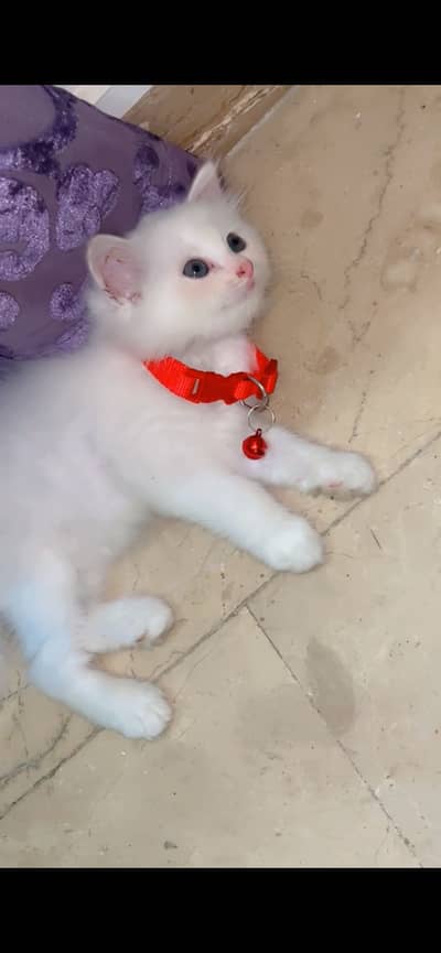 Persian Cat