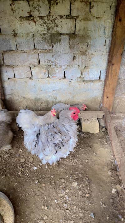 Premium grey BANTUM eggs