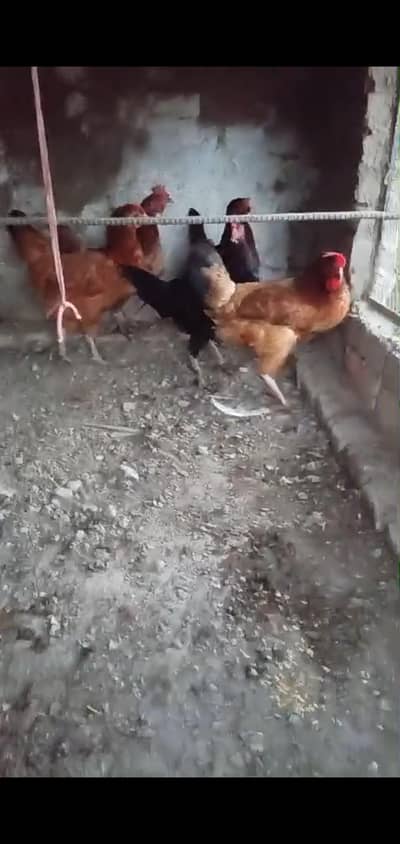 4 Golden Misri