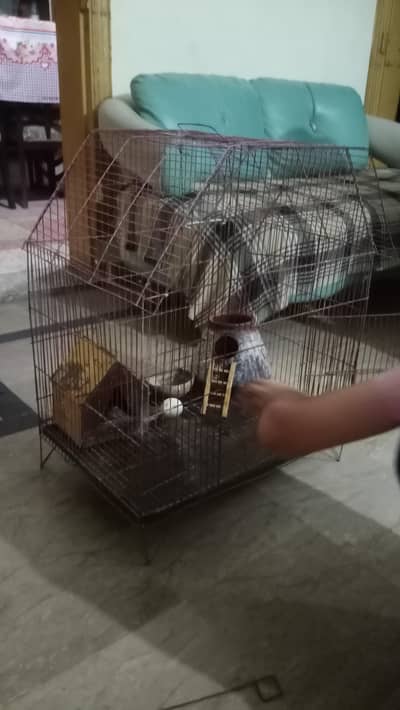 iron cage pinjra parrots home heaven